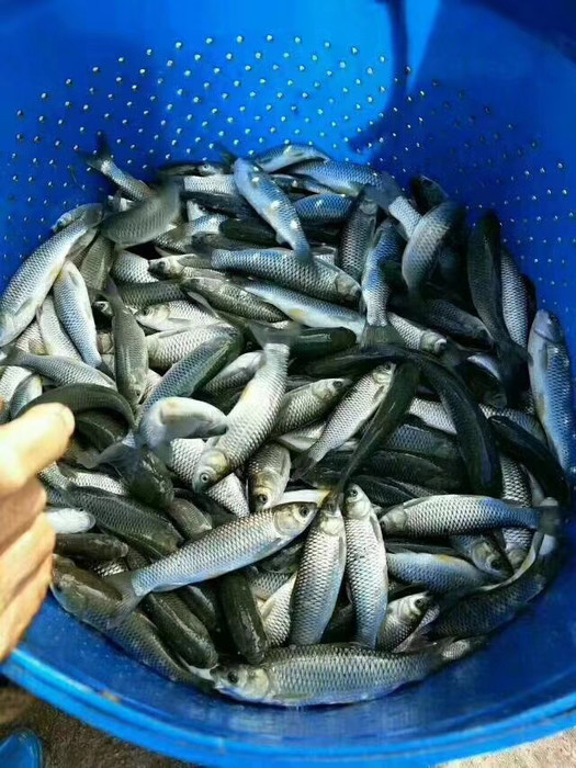 广振宇渔业 出售优质 草鱼鱼苗 白鲢 叉尾鱼 鲳鱼 大头鱼 各类鱼苗！