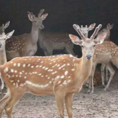 梅花鹿养殖场批发 大型梅花鹿养殖场 梅花鹿苗价格