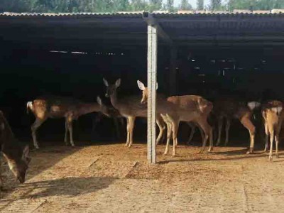 直销小梅花鹿  正规梅花鹿养殖场 梅花鹿养殖技术及喂养 梅花鹿养殖场提供