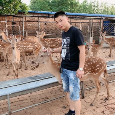 山东养殖厂  直营梅花鹿鹿报价 成年鹿