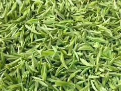 [供]红旗一号早茶苗，正宗祁门红茶和黄山毛峰茶苗