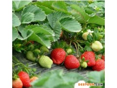 骄雪草莓苗直销 骄雪草莓苗直销