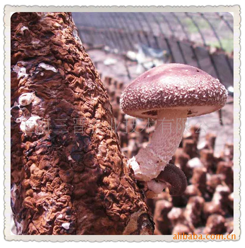 供应香菇菌棒（出口级）10*40CM