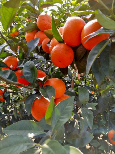 [供]寻收购沃柑老板！现在采购有政府补贴