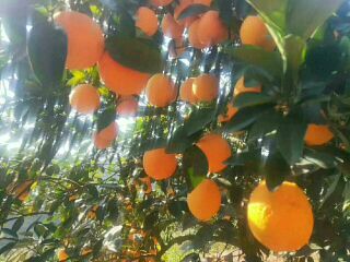 [供]自家种的脐橙 纯天然无污染产地直销寻求老板长期合作