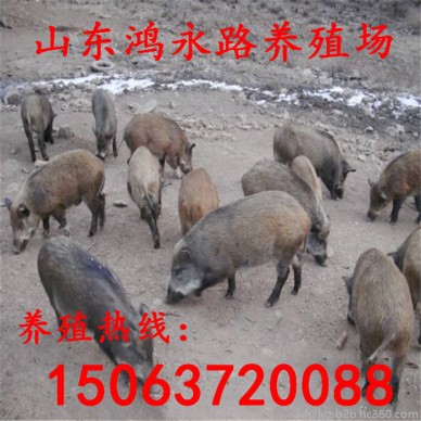 贵州野猪苗批发价格  商品野猪肉 野猪肉批发价格 三个月的野猪苗价格