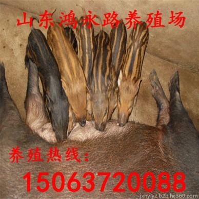 四川野猪苗批发价格  商品野猪肉 野猪肉批发价格 三个月的野猪苗价格