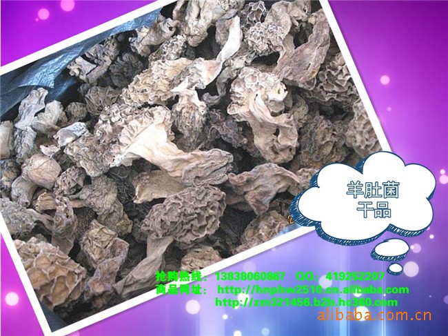 【饭店专供】【原产地直销河南西峡县土特产】【羊肚菌】食用菌