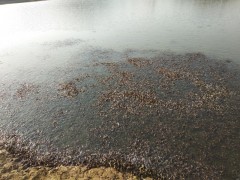 每亩净赚5000元 谷城农技中心邀你一同养泥鳅！