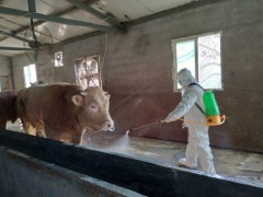 岚皋：县农业农村局片面做好畜牧产业防疫情、保供给、畅渠道义务