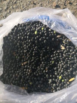 [供]自家种植黑豆，绿仁