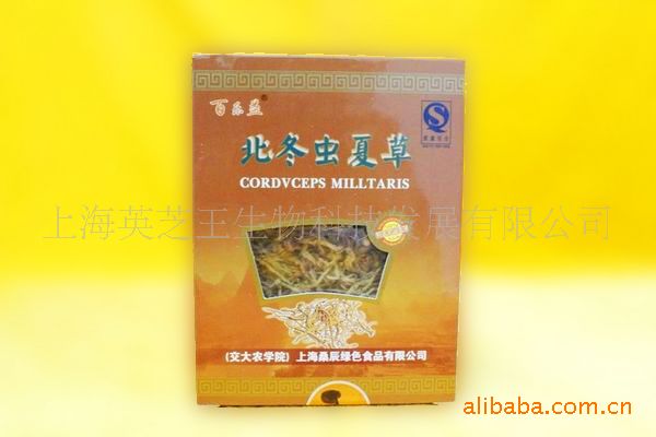 批发供应灵芝破壁孢子  北冬虫夏草