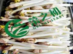 豌豆苗种植方法菜之初总部一对一教学