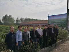 武穴市：武穴市省级棉花提质增效技术形式集成示范项目经过专家现场验收
