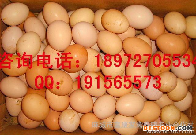 大量,青壳鸡蛋,绿皮鸡蛋