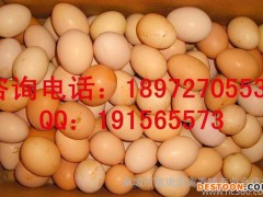 大量,青壳鸡蛋,绿皮鸡蛋