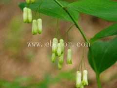 黄精-叶氏种植15年经验-野生黄精价格