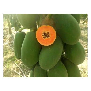 [供]红心大青木瓜