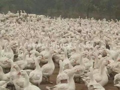 朗德鹅雏出售-鹅雏孵化厂(在线咨询)-河北鹅雏