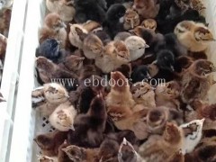 怒江乌骨鸡苗-乌骨鸡苗多少钱-妙林农业(推荐商家)