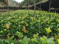 咸宁桂花金球桂