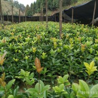 咸宁桂花金球桂