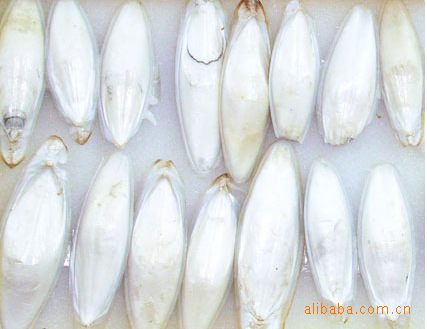 曼氏无针乌贼骨（海螵蛸）