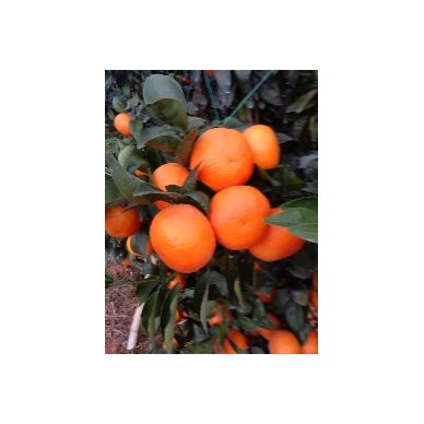 [供]武鸣沃柑大量上市了，欢迎全国各地老板过来走发财之路