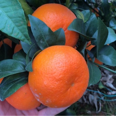 [供]沃柑果子．大量武鸣沃柑果子上市．需要的老板联系我