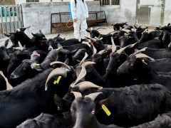 防控消费两手抓 抗“疫”养羊两不误  ——威宁自治县养殖业全力防控疫情科学有序复工复产纪实