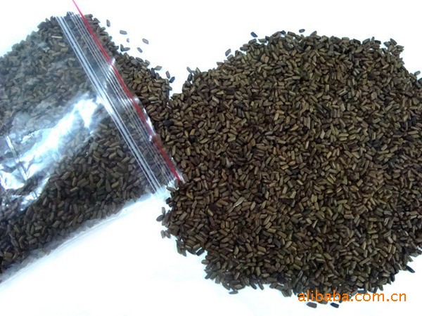 供应优质决明子 等天然草药