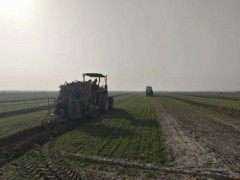 孟村秋冬造林机械种植效率高