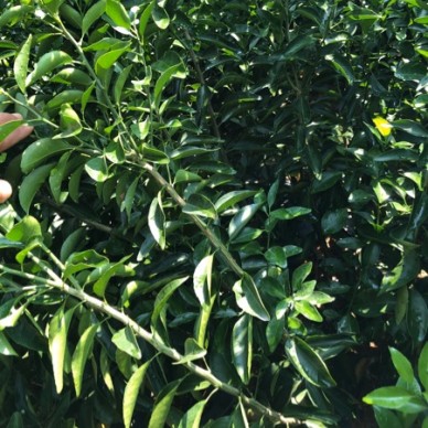 [供]早熟沙糖桔苗金葵早熟沙糖桔苗