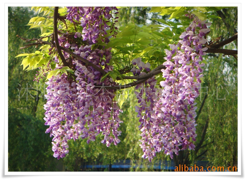 供应紫藤花种子