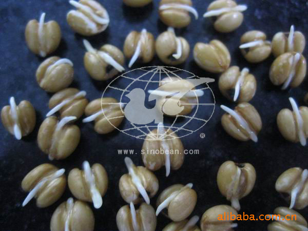 供应薏米   糙薏仁 红薏仁米  糙薏米 米   营养食品   食品