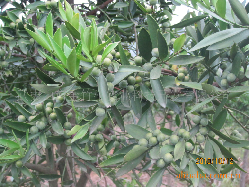 供应国家二级珍稀保护树种----竹柏种子（小叶）