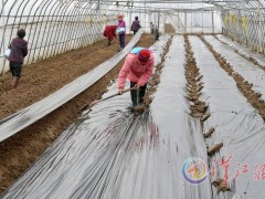 种植羊肚菌-襄阳晋中市农业农村局