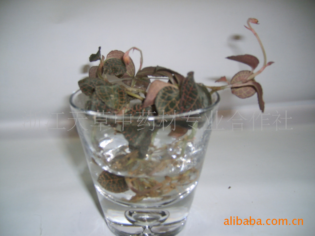 调理五行平衡袋泡茶找代理