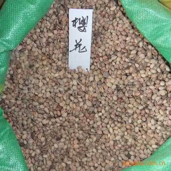 日本进口 樱花种子 绿化苗木 盆栽花卉 小苗