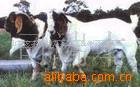 供应肉羊波尔山羊种羊养殖纯种波尔山羊肉羊价格