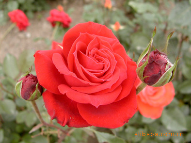 批发月季树苗 蔷薇 庭院别墅 小区绿化苗木 室内 攀援花卉