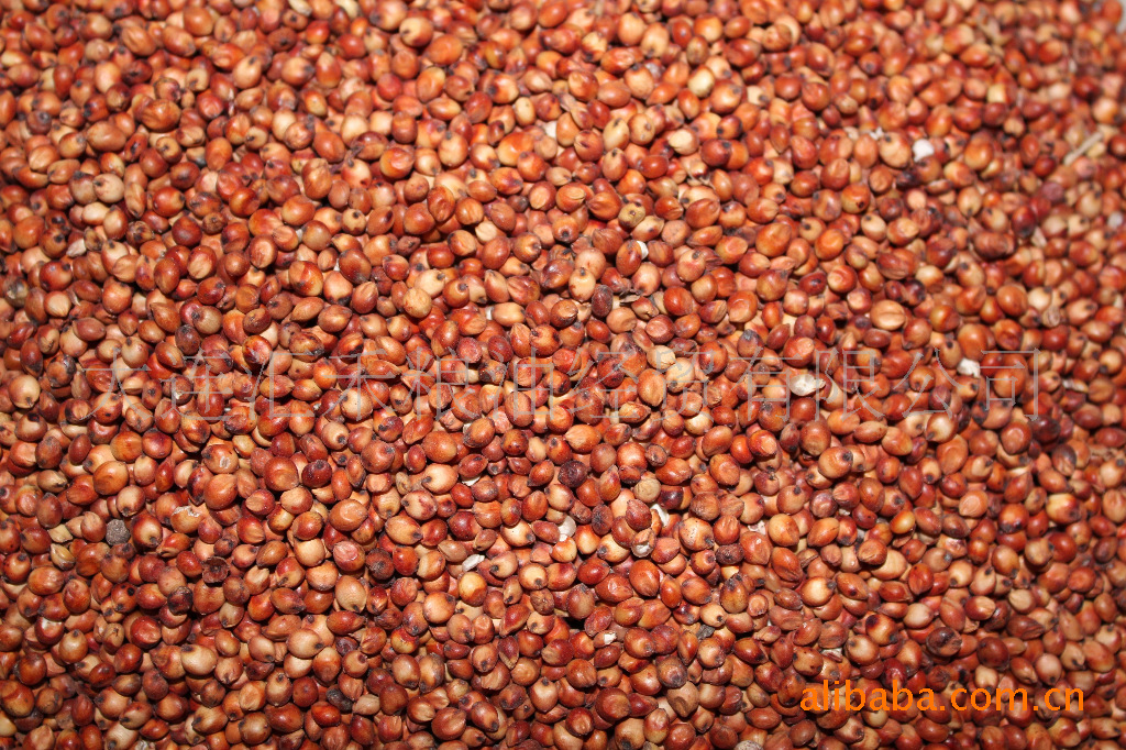 优质 辽西产红高粱