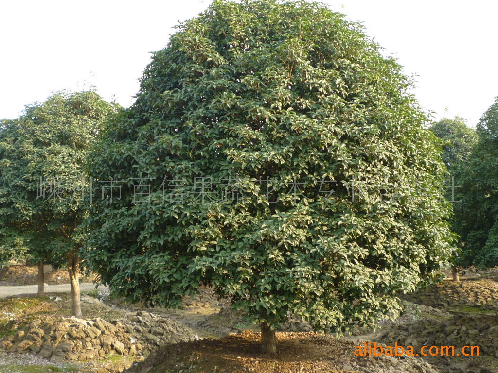 供应绿化苗木  乔木 冠幅4-5米精品桂花树 大桂花树一棵起批