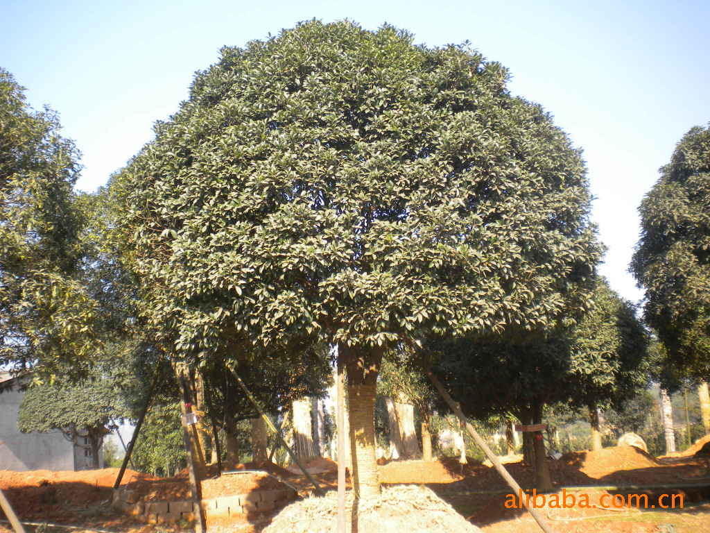 精品供应湖南大树---桂花树-桂花苗木-桂花小苗-桂花花