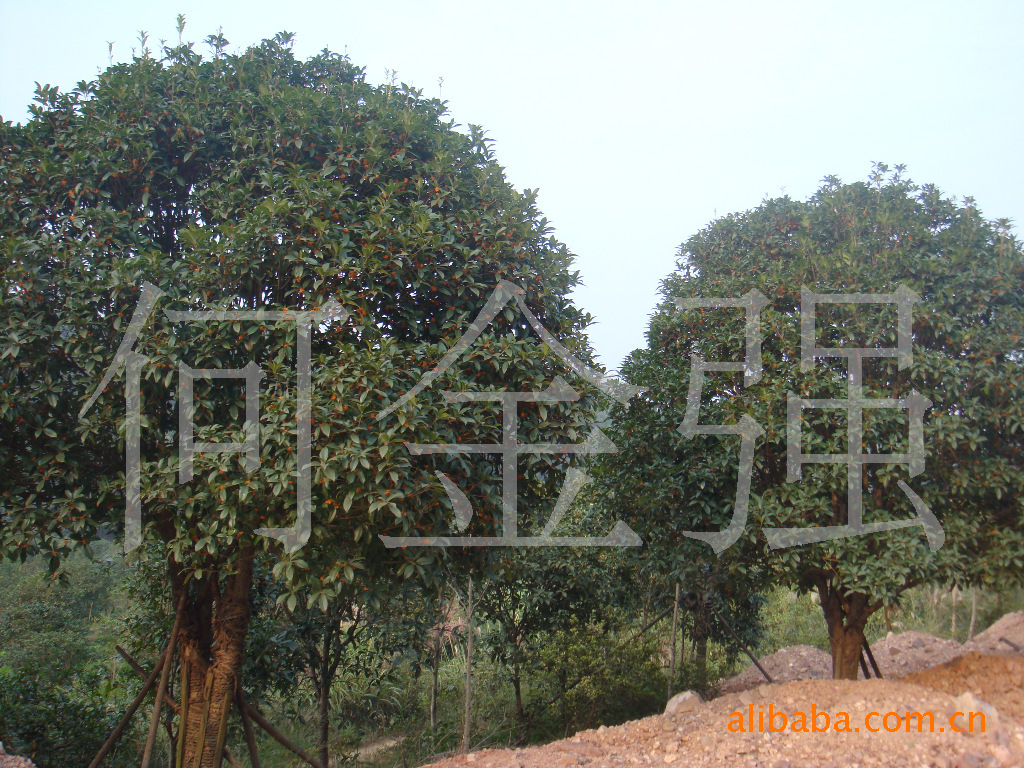 桂花树、桂花树苗、精品桂花树、湖南桂花树
