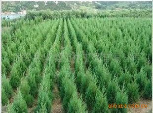供应绿化苗木刺柏