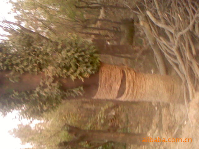 供应法桐苗木 速生法桐 金枝国槐 白蜡