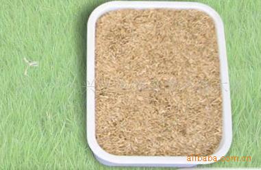 优质进口草坪种子，进口草籽，精致绿色，狗牙根种子，耐践踏草坪