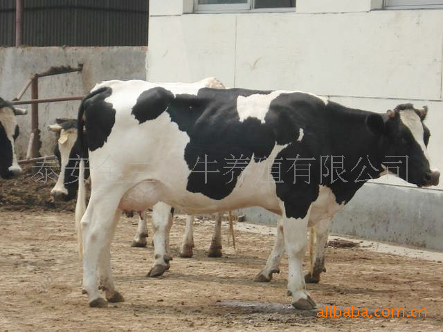 供应荷斯坦奶牛供养殖用
