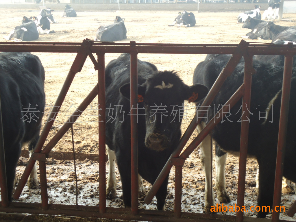 供应荷斯坦奶牛供养殖用